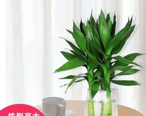 如何使水培富贵竹更绿？（全面了解富贵竹养护知识，助您打造绿意盎然的生活空间）