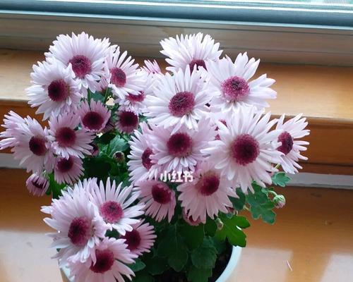 如何养护好小巧可爱的雏菊？（雏菊养护全攻略，让你轻松打造漂亮小花园）