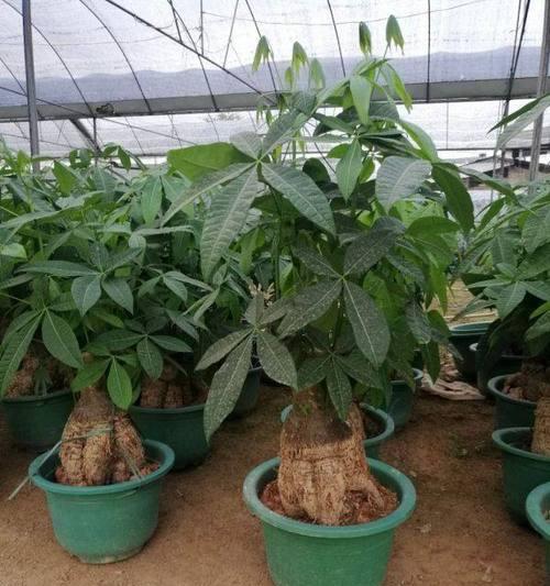 发财树的种植与养护（如何让你的发财树繁茂茂盛？）