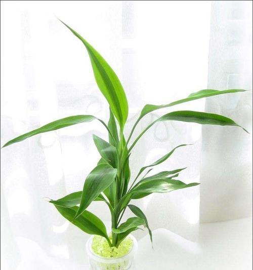 如何浇水养护富贵竹才能让其生花（富贵竹水养技巧，让它披上花衣）