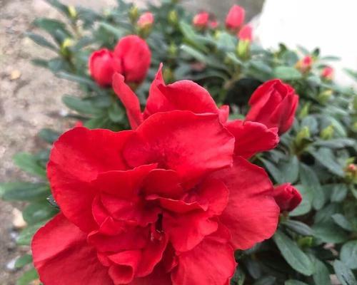 杜鹃花花后的养护秘籍（打造丰盈繁花，让花期更持久）