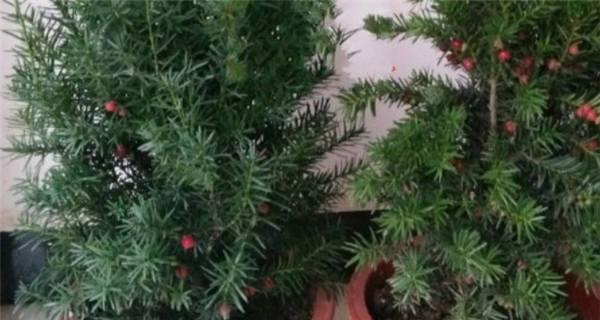 红豆杉之家——打造轻松养护的绿植空间（打破固有印象，你也可以轻松养护红豆杉）