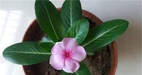 长春花繁花如锦，养护绝招大揭秘（如何让长春花在开花季节绽放出最美的花朵？）
