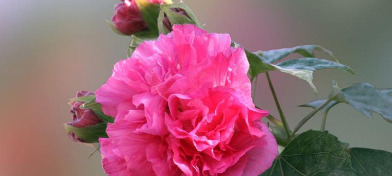 如何扦插芙蓉花？——芙蓉花的养殖方法详解（步步为营，轻松掌握，让你的芙蓉花壮壮地活下去）