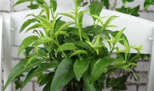 夜来香花的种植和养护技巧（从种子到开花，教你如何打理夜来香）