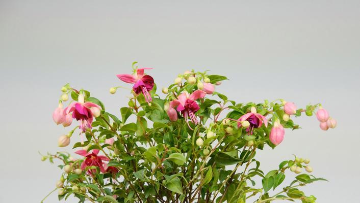 灯笼花的剪枝养殖方法（打造精致庭院，从灯笼花开始）