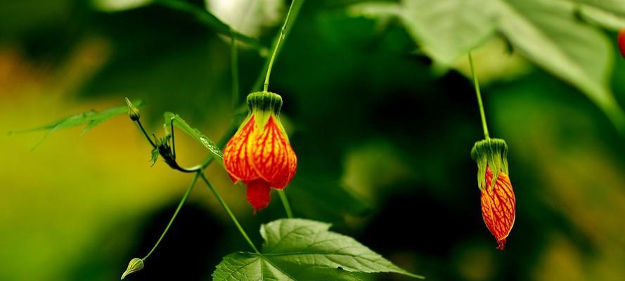 灯笼花的剪枝养殖方法（打造精致庭院，从灯笼花开始）