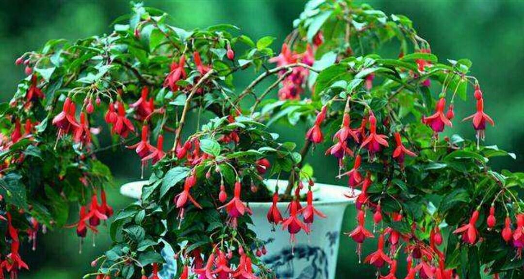 灯笼花的剪枝养殖方法（打造精致庭院，从灯笼花开始）