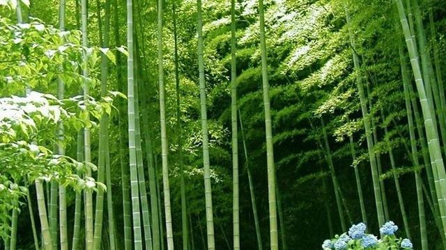 竹子——中国文化的代表性植物（竹子的特点和象征意义）