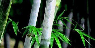 竹子——中国文化的代表性植物（竹子的特点和象征意义）