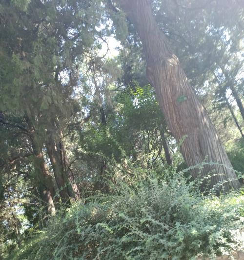 侧柏树的特征与栽培方法（古老而珍贵的盆景艺术之一）