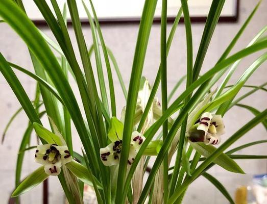 贵州兰花品种大全（探寻贵州特有的兰花品种，了解其特点与特色）