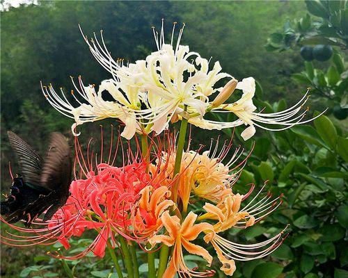 为什么盆栽彼岸花不开花？（探究彼岸花不开花的原因及解决方法）