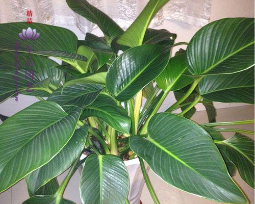 花卉绿植叶子发黄的原因（探究花卉绿植叶子发黄的原因及解决方法）
