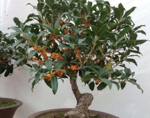 如何处理烂根的桂花树？（有效的方法与注意事项）