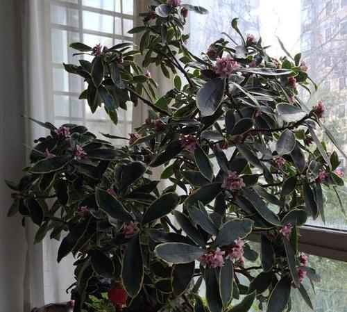 那些最适合室内养护的花卉（种类多样、养护简单，从现在起让家里盛开花海）