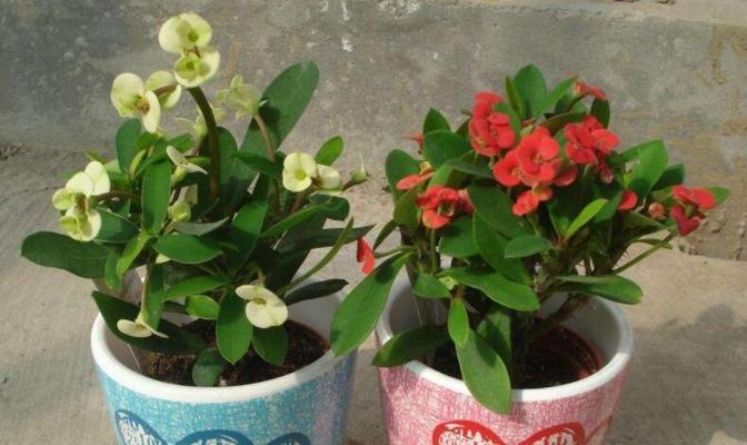 那些最适合室内养护的花卉（种类多样、养护简单，从现在起让家里盛开花海）