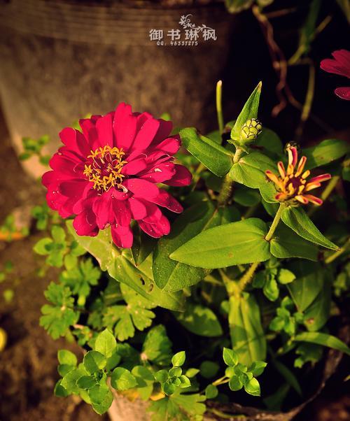 秋天的花——绚烂多彩的季节（探秘秋季开放的最美花朵，让心灵飞扬）