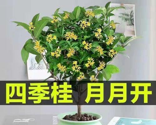 如何养护月桂树（让您的月桂树茁壮成长）