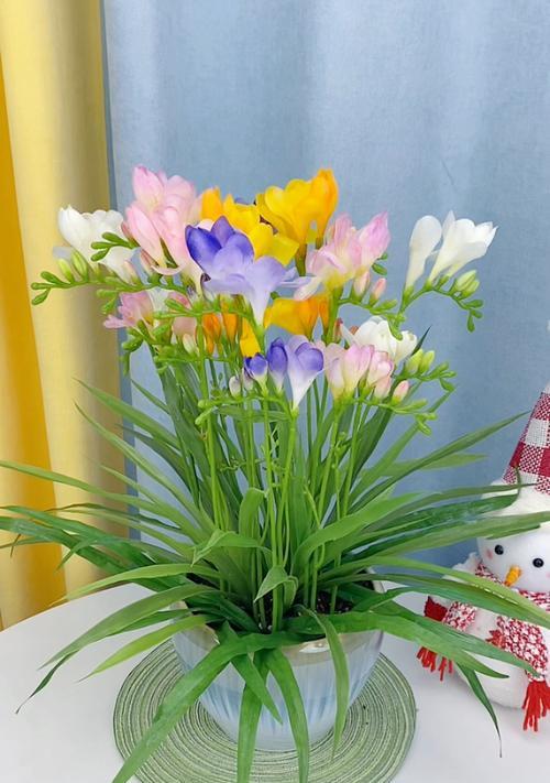 如何培育出盛开的香雪兰（照顾好它，美丽绽放）