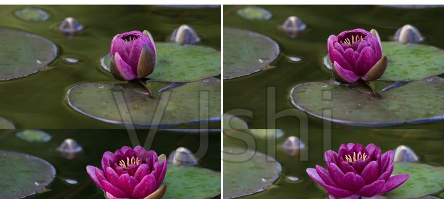 探秘睡莲的开花奇观（花期长达三个月，每天盛放八小时）
