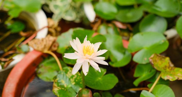 探秘睡莲的开花奇观（花期长达三个月，每天盛放八小时）