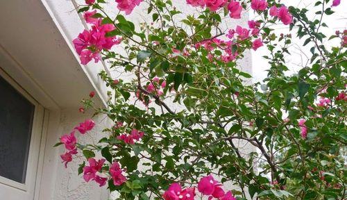 掌握三叶梅繁殖方法，打造美丽花园（从种子到扦插，全面了解三叶梅繁殖技巧）