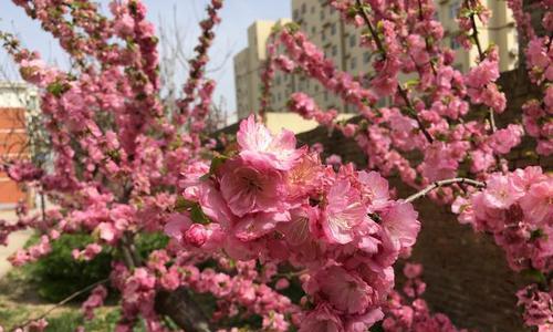 榆叶梅开花时间及花期特点（揭秘榆叶梅的开花奥秘，带你看花开花落）