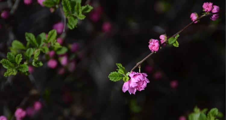 榆叶梅开花时间及花期特点（揭秘榆叶梅的开花奥秘，带你看花开花落）