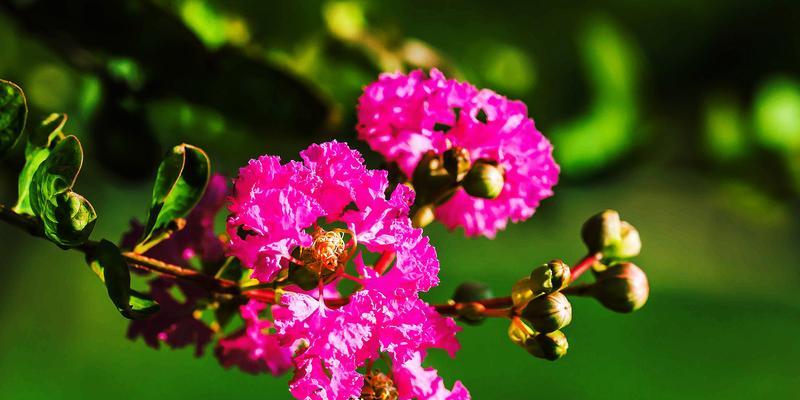 百日红开花时间及特点（揭秘百日红花期、花色、花型等特征）