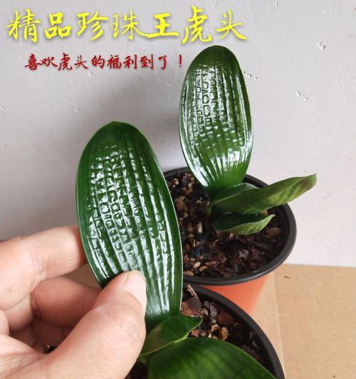 如何成功养殖元宝君子兰（掌握关键步骤，轻松种出好花）