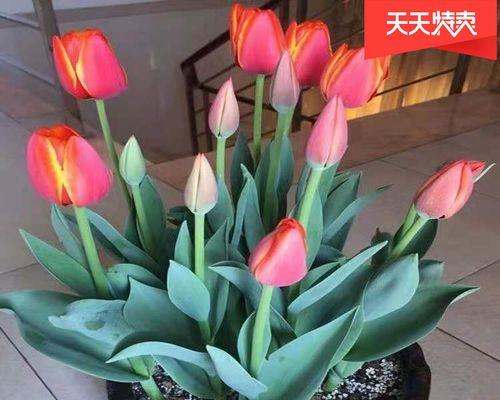 郁金香叶子枯萎后是否可以收球？（探究郁金香球根收获的最佳时机）