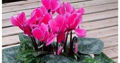 仙客来开花期管理（正确的方法与关键要点）