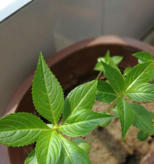 盆栽凤仙花的种植方法（打造美丽生态空间，从盆栽凤仙花开始）