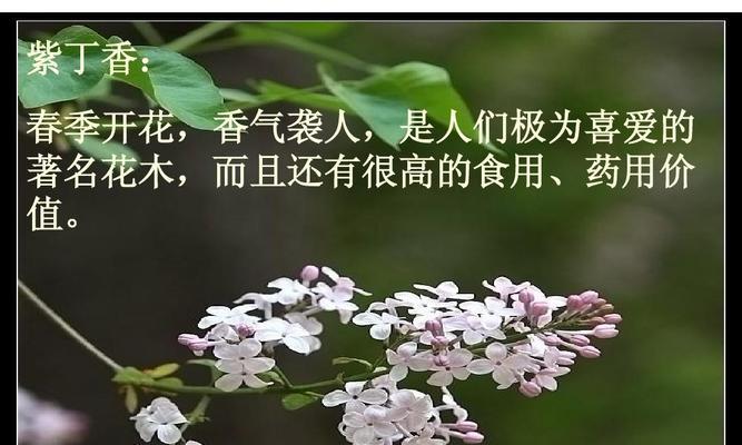 紫丁香的花期及特点（了解紫丁香花期，享受花的美丽与香气）
