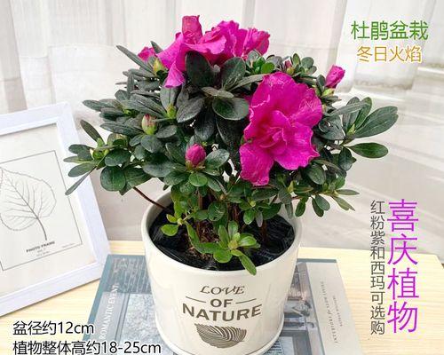 西洋杜鹃的养殖方法与注意事项（打造美丽的花园，从西洋杜鹃开始）