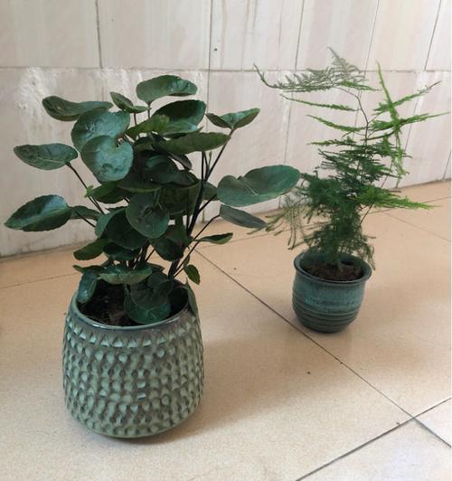 植物钱兜的养殖方法（让钱兜在你家轻松生根，美化生活环境）