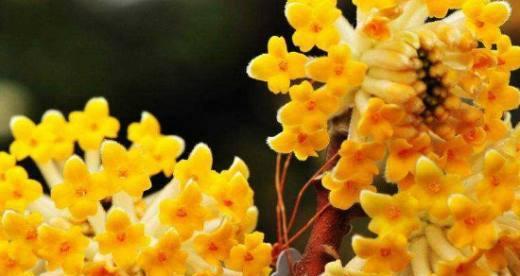 结香花语——寄托深情（探寻花朵背后的故事）