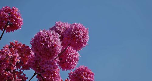 探寻紫花风铃木的花语（解读紫花风铃木花语，寓意深远）