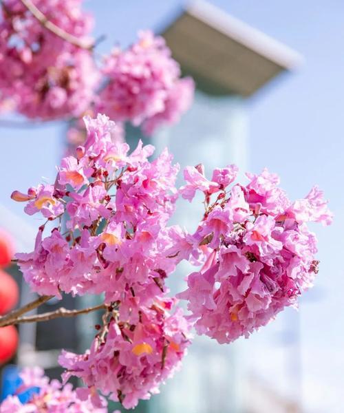 探寻紫花风铃木的花语（解读紫花风铃木花语，寓意深远）