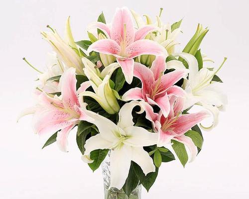 黄百合花语（传递美好心愿的黄百合）