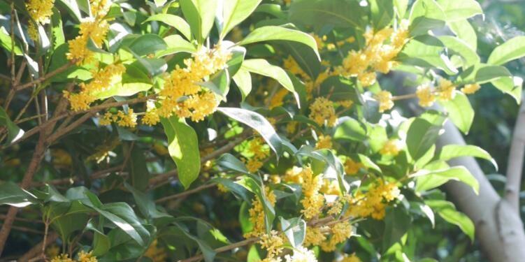 桂花之香，寓意之美（探寻桂花的花语及象征意义，感受这一独特花卉的魅力）