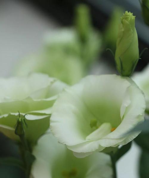 绿色洋桔梗的花语（探秘这朵神秘的花，了解它的含义）