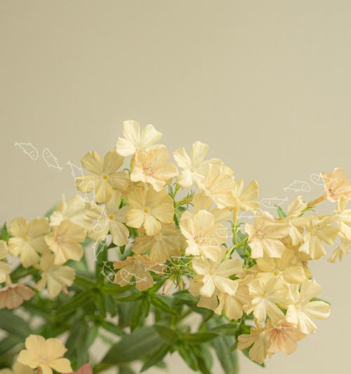 探寻福禄考花语的奥秘（从花语到文化意蕴，了解福禄考在中国文化中的地位）