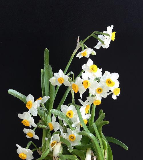 水仙花的花语（探究水仙花的意义和象征）