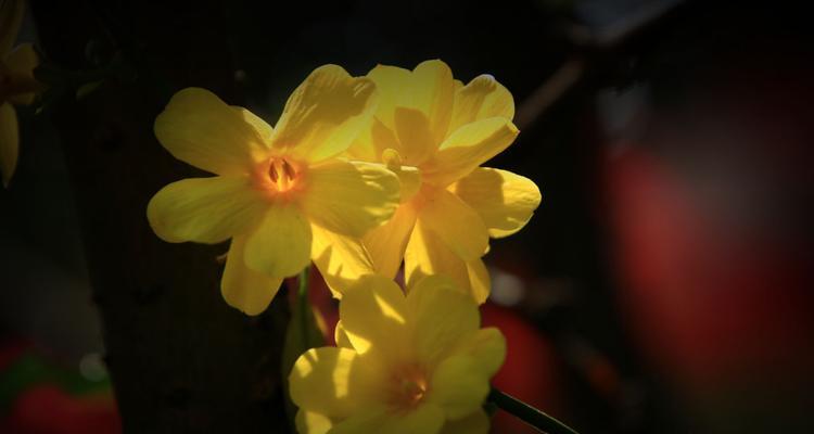 迎春花花语与寓意（探秘迎春花背后的花语，从花卉文化角度解读寓意）