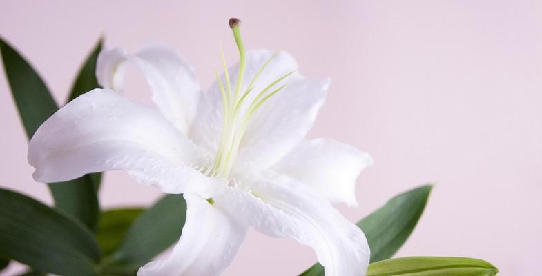 送百合花的寓意与意义（揭开百合花背后的深意，了解不同寓意）