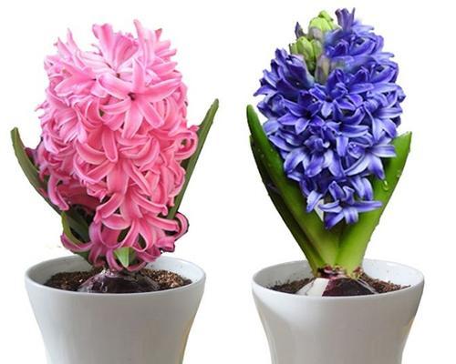 黄色风信子的花语（黄色风信子代表的意义与象征）