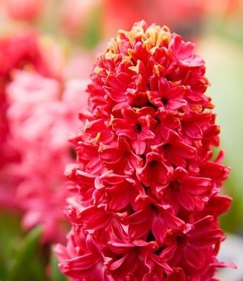 黄色风信子的花语（黄色风信子代表的意义与象征）