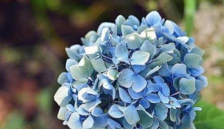 绣球花的花语与象征（从传说中的爱情故事到文化的代表，探究绣球花的世界）
